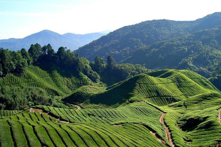 Sweet Homestay 3Rm @ Penthouse Apartment In Brinchang Buitenkant foto
